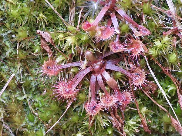 Drosera rotundifolia  - Mirko Tomasi