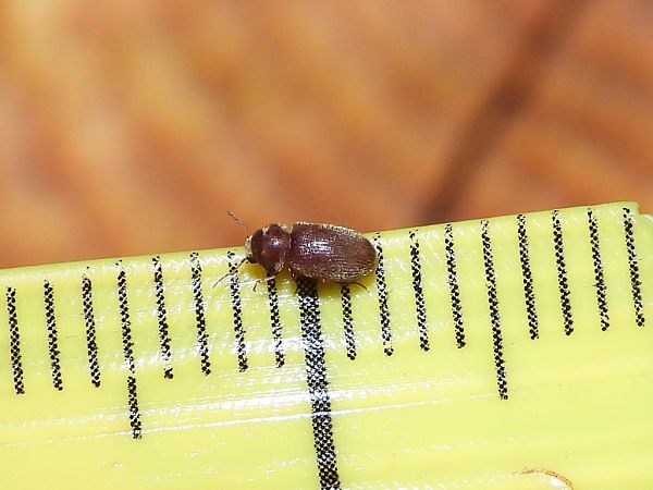 Stegobium paniceum  - Mirko Tomasi