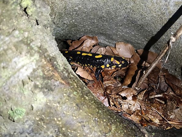 Salamandra pezzata  - Enrico Carta