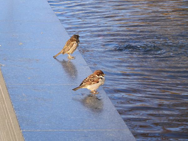 Passera d'Italia  - Maria Rita Gelso