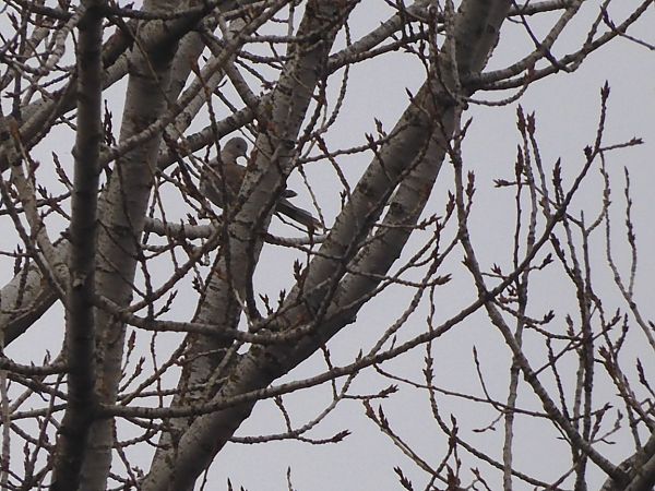 Tortora dal collare  - Maria Rita Gelso