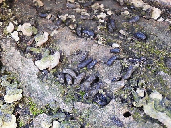 Mammalia sp.  - Maria Rita Gelso