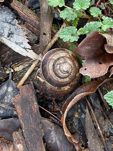 Helix lucorum  - Maria Rita Gelso