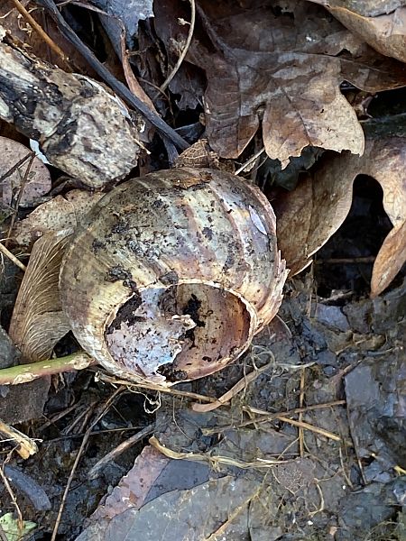 Helix lucorum  - Maria Rita Gelso