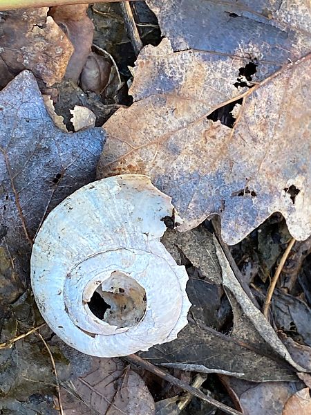 Helix pomatia  - Maria Rita Gelso