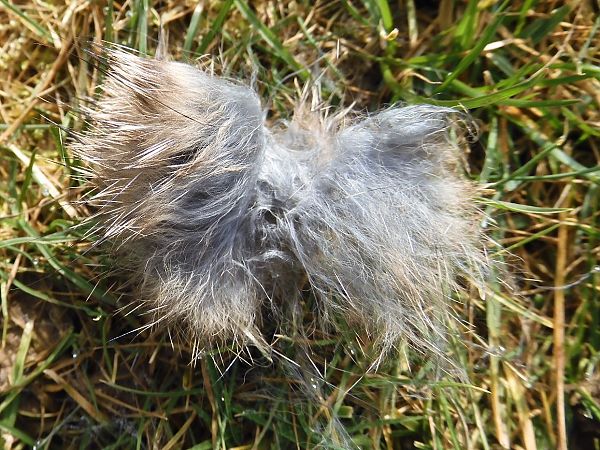 Silvilago  - Maria Rita Gelso