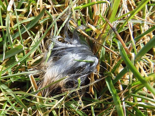 Silvilago  - Maria Rita Gelso