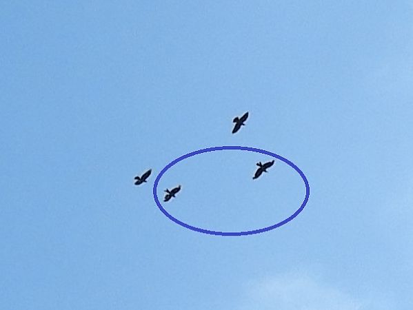 Nibbio reale  - Maria Rita Gelso