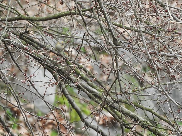 Regolo  - Maria Rita Gelso