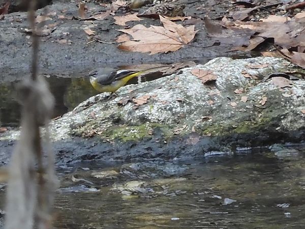 Ballerina gialla  - Maria Rita Gelso