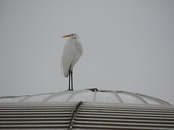 Airone bianco  - Maria Rita Gelso