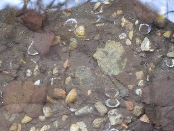 Corbicula fluminalis  - Maria Rita Gelso