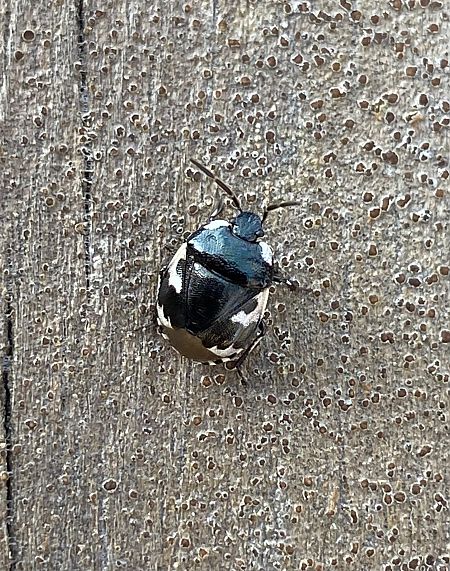 Heteroptera sp.  - Maria Rita Gelso