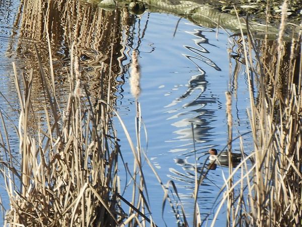 Sarcelle d'hiver  - Maria Rita Gelso