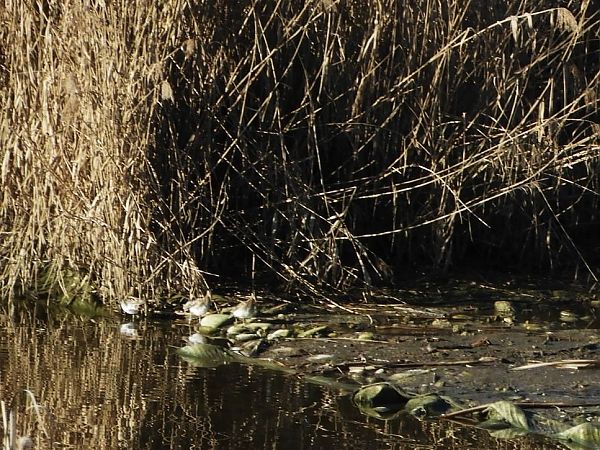 Beccaccino  - Maria Rita Gelso