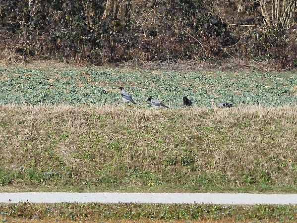 Cornacchia nera/grigia  - Maria Rita Gelso