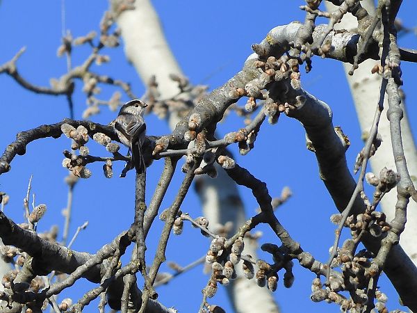 Codibugnolo  - Maria Rita Gelso