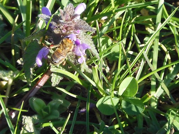 Apis mellifera  - Maria Rita Gelso