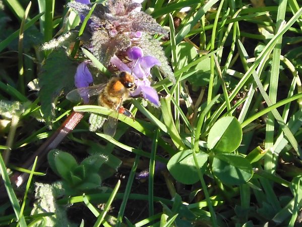 Apis mellifera  - Maria Rita Gelso