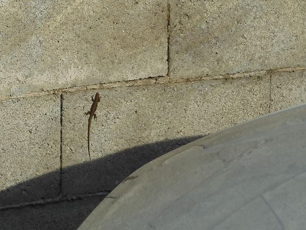 Lucertola muraiola  - Maria Rita Gelso