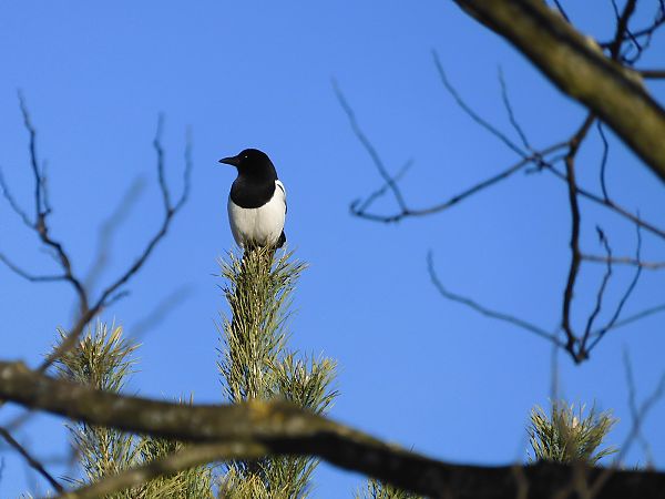 Gazza  - Maria Rita Gelso