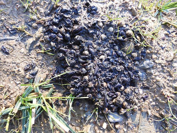 Mammifero indet.  - Maria Rita Gelso