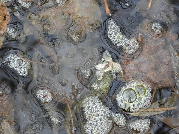 Operophtera brumata  - Maria Rita Gelso