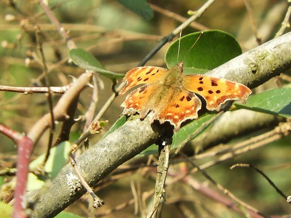 Polygonia c-album  - Maria Rita Gelso