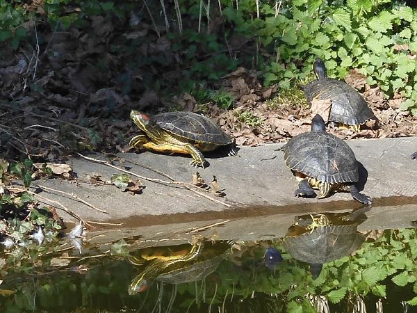 Testuggine palustre dalle orecchie rosse  - Maria Rita Gelso