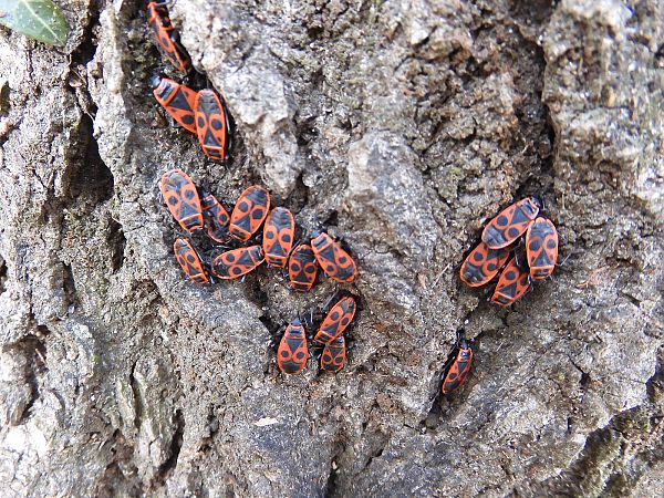 Heteroptera sp.  - Maria Rita Gelso