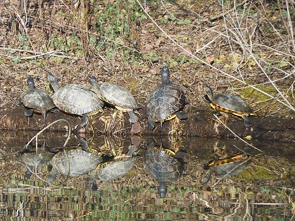 Testuggine palustre dalle orecchie rosse  - Maria Rita Gelso