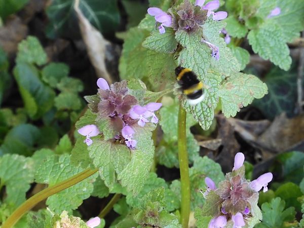 Bombus terrestris  - Maria Rita Gelso