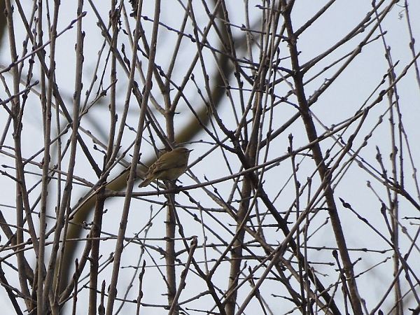 Luì piccolo  - Maria Rita Gelso