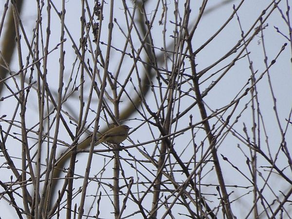 Luì piccolo  - Maria Rita Gelso