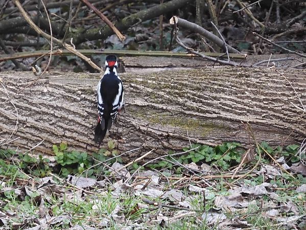 Picchio rosso maggiore  - Maria Rita Gelso