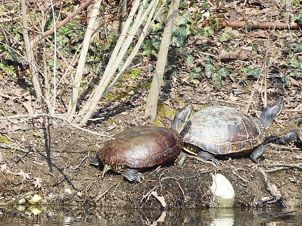 Testuggine palustre dalle orecchie rosse  - Maria Rita Gelso