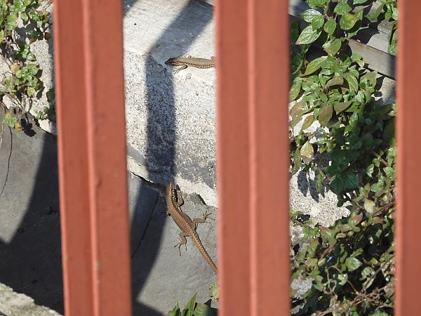 Lucertola muraiola  - Maria Rita Gelso