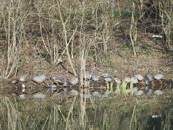 Testuggine palustre americana  - Maria Rita Gelso