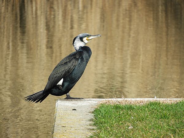 Grand Cormoran  - Maria Rita Gelso