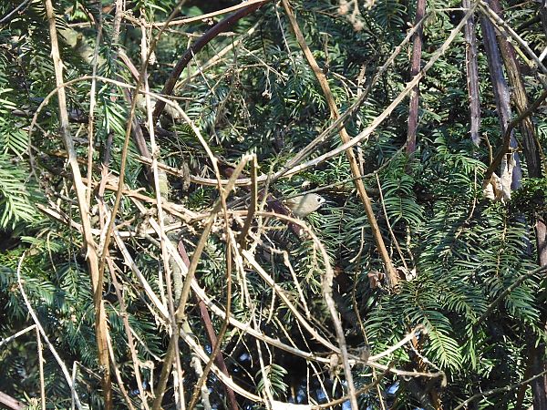 Regolo  - Maria Rita Gelso