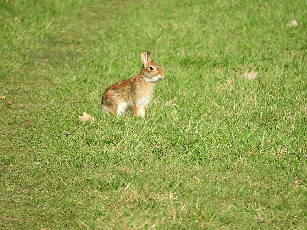 Silvilago  - Maria Rita Gelso