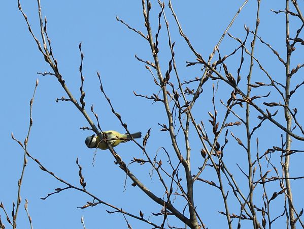 Cinciarella  - Maria Rita Gelso