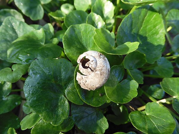 Cepaea nemoralis  - Maria Rita Gelso
