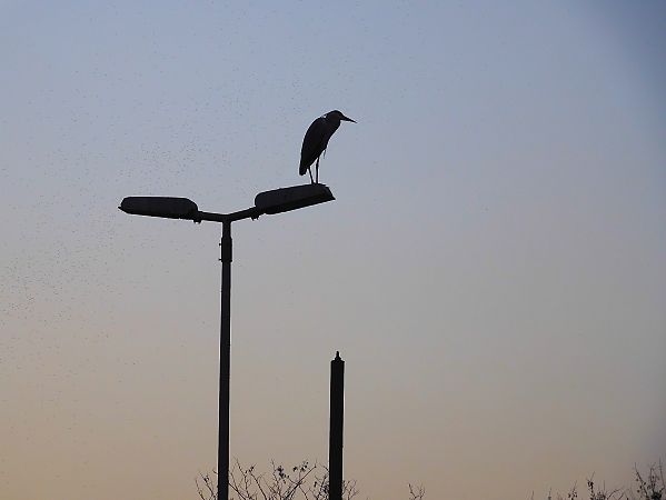 Airone cenerino  - Maria Rita Gelso