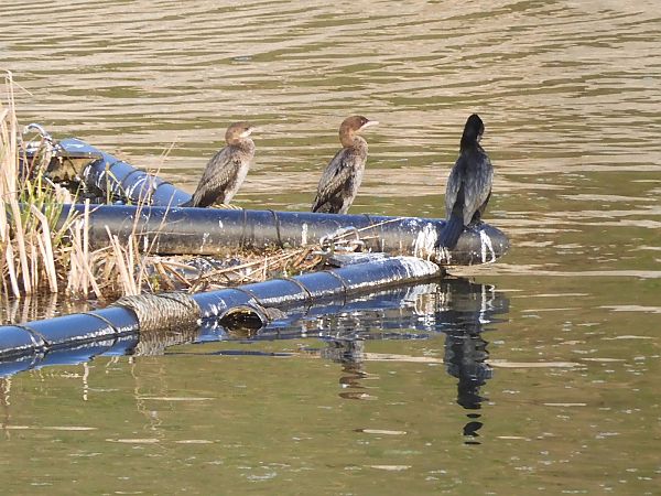 Marangone minore  - Maria Rita Gelso