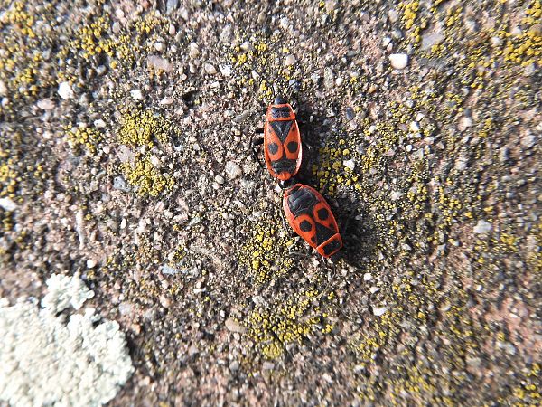Heteroptera sp.  - Maria Rita Gelso