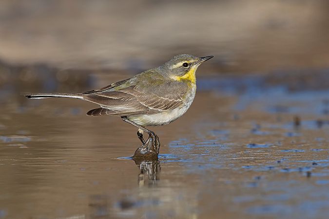 Cutrettola del Pacifico  - Marco Valentini