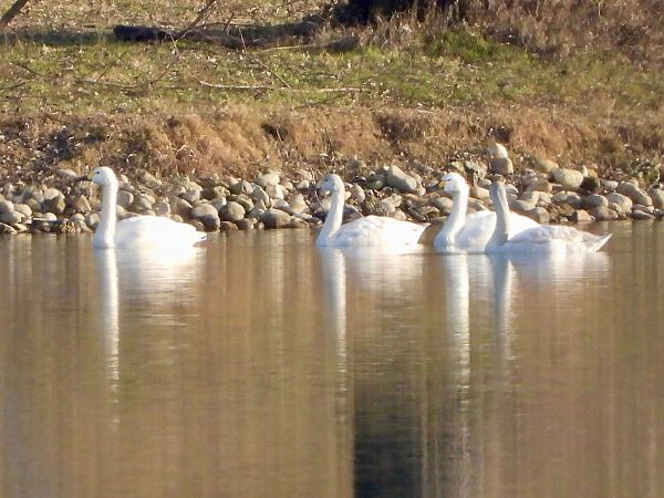 Cigno minore della tundra  - Fabio Consolino