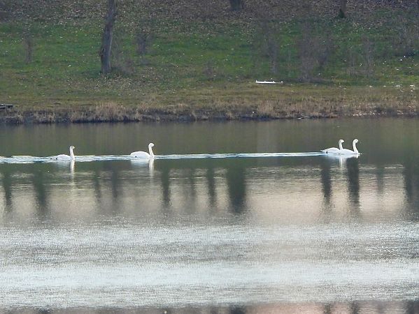 Cigno minore della tundra  - Fabio Consolino