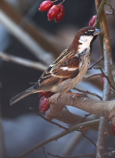 Moineau cisalpin  - Horand Maier